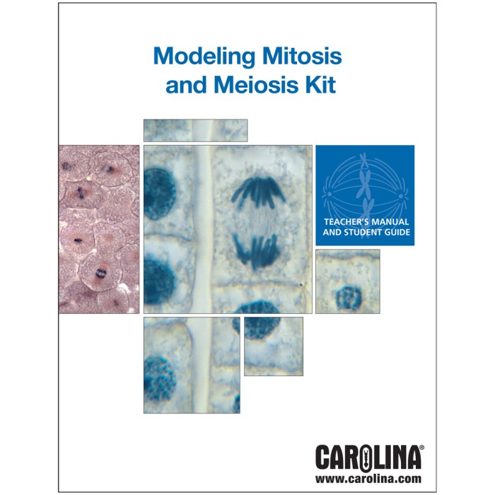 Modeling mitosis and meiosis lab answer key