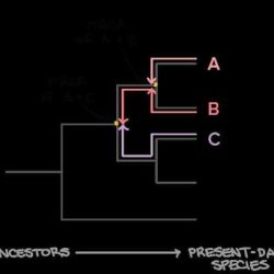 Phylogenetic trees pogil answer key