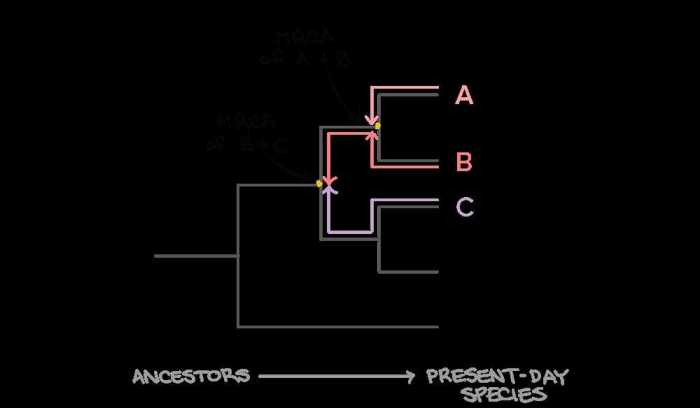 Phylogenetic trees pogil answer key