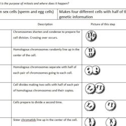 Modeling mitosis and meiosis lab answer key