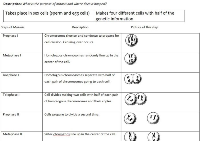 Modeling mitosis and meiosis lab answer key