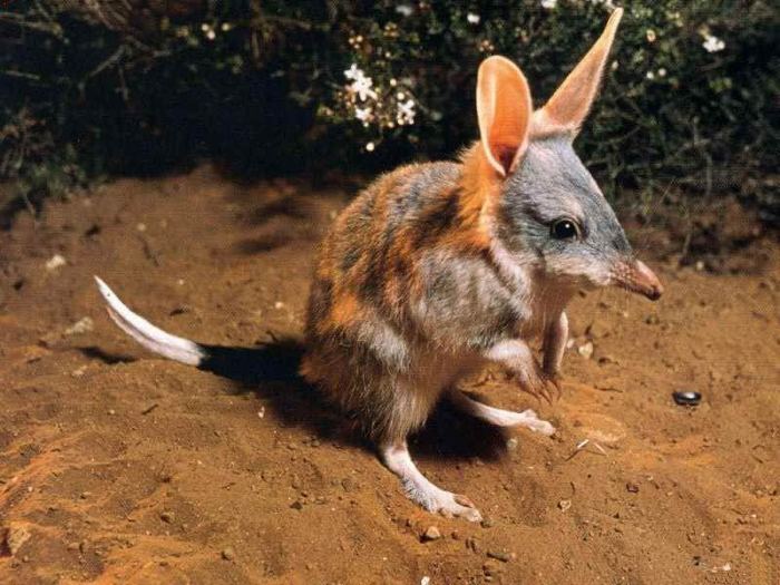 Bandicoot bandicoots animal australian together guinean northern far first