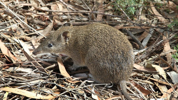 Burrowing mammal with a distinctive snout