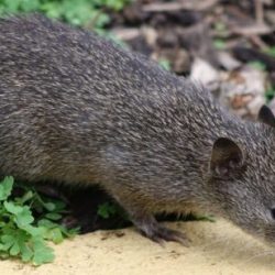 Bandicoot botanic cranbourne