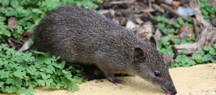 Bandicoot botanic cranbourne