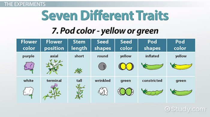 The work of gregor mendel 11.1 answers