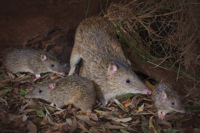 Burrowing mammal with a distinctive snout