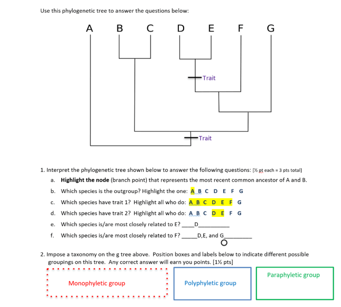 Phylogenetic trees pogil answer key