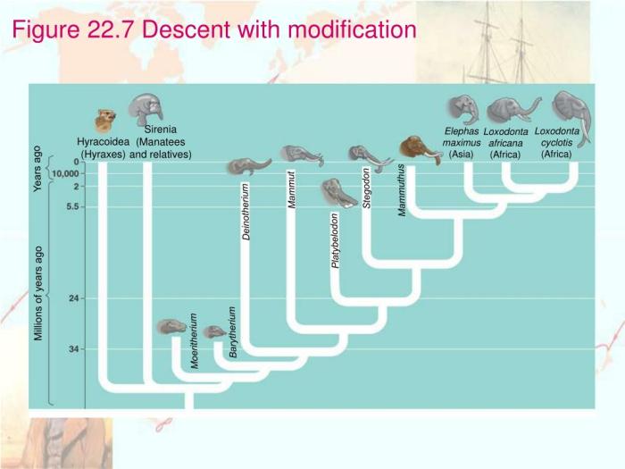 Chapter 22 descent with modification a darwinian view of life