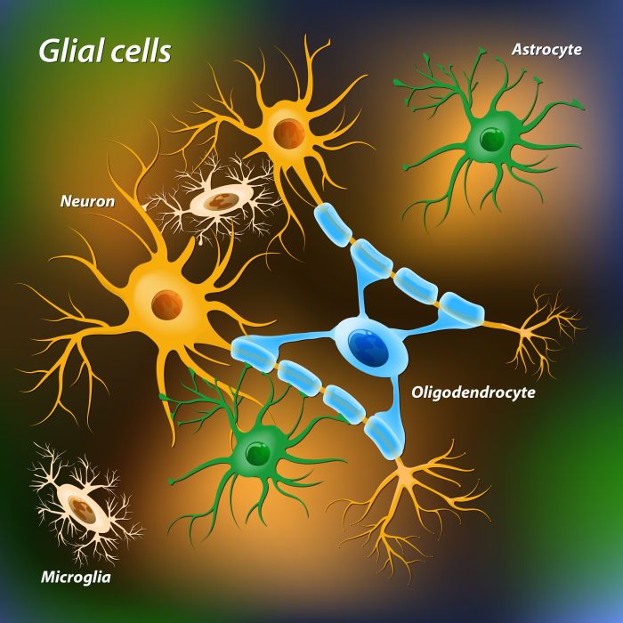 Which of the following statements is true of glial cells