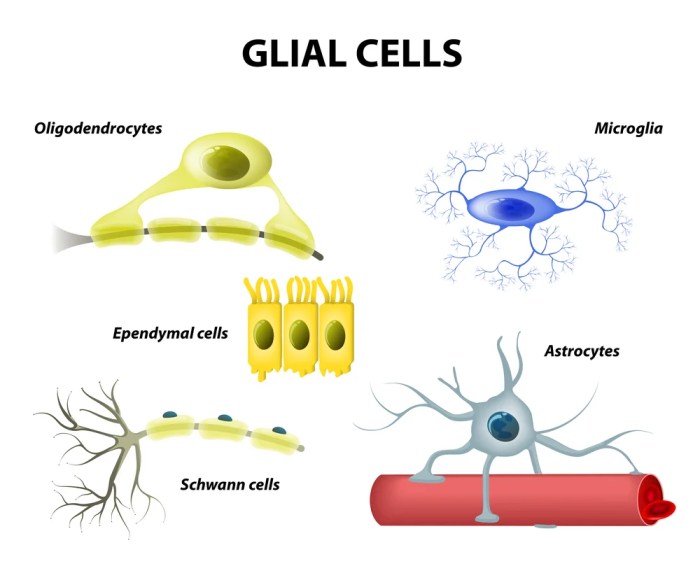 Which of the following statements is true of glial cells